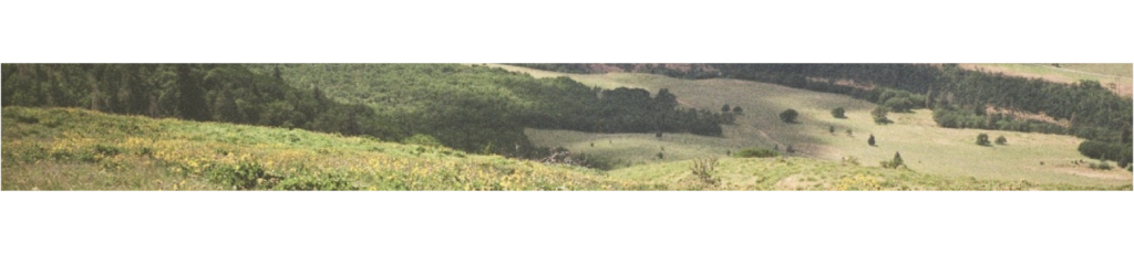 landscapesectiondividers 16